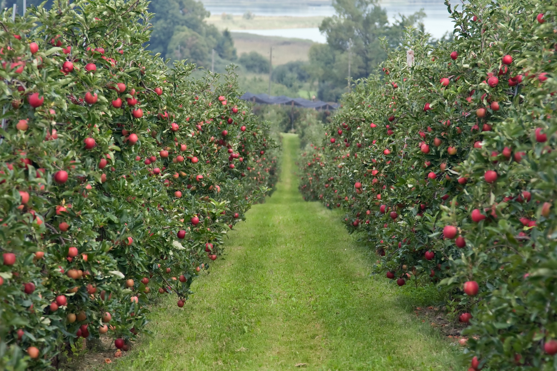 Praktijkproef met elektrische tractor in fruitboomgaarden