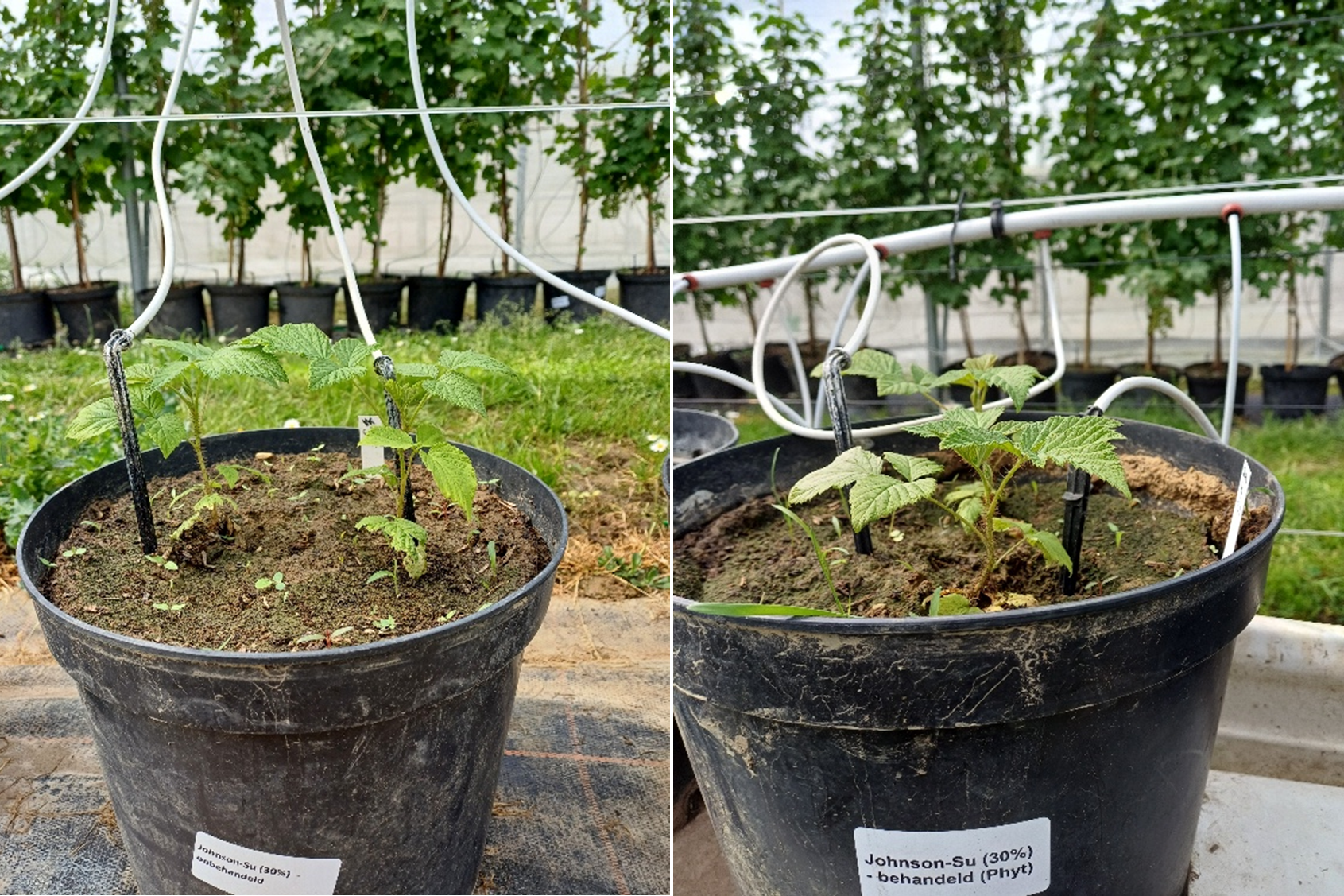 Composttheeën en voorteelten om bodemgerelateerde ziekten bij frambozen te beheersen