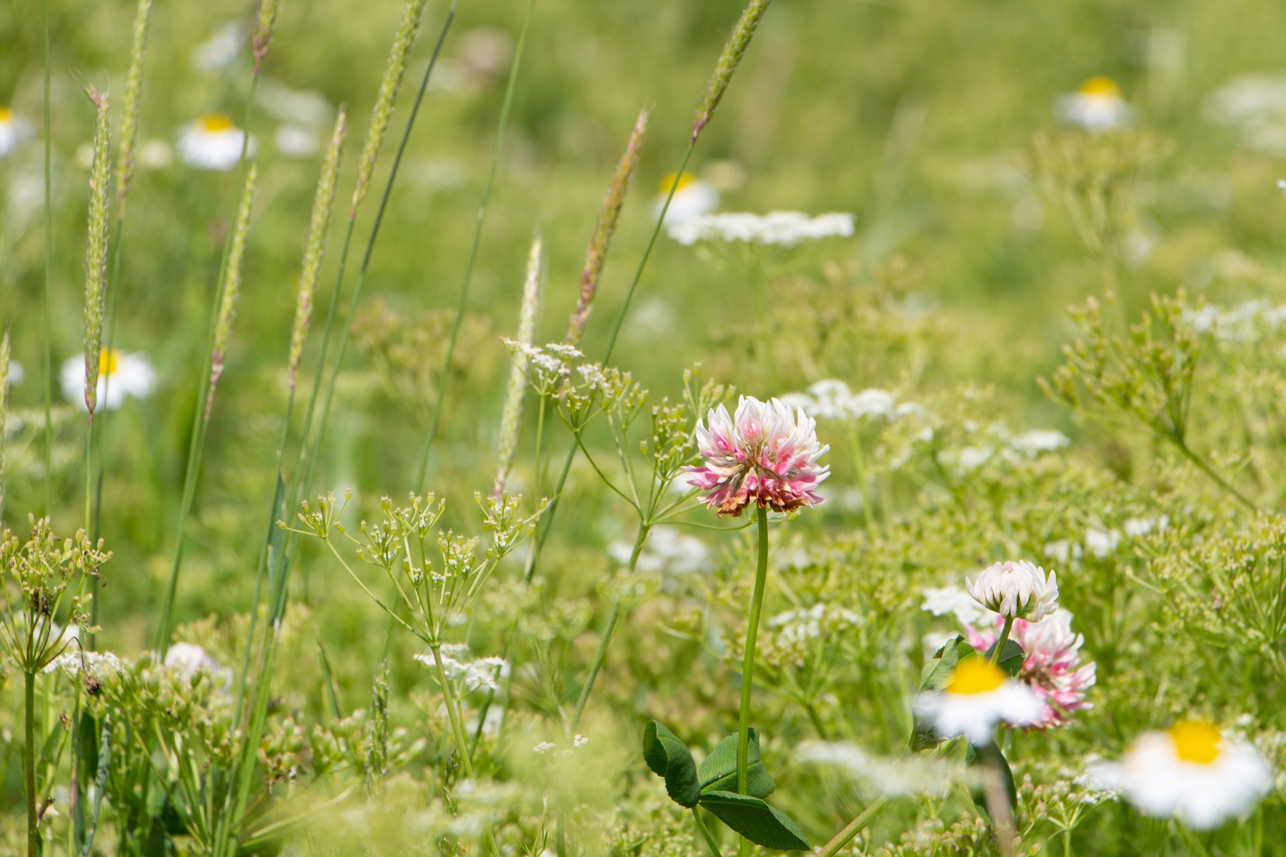 "Biodiversiteit krijgt volop aandacht in bedrijfsvoering"