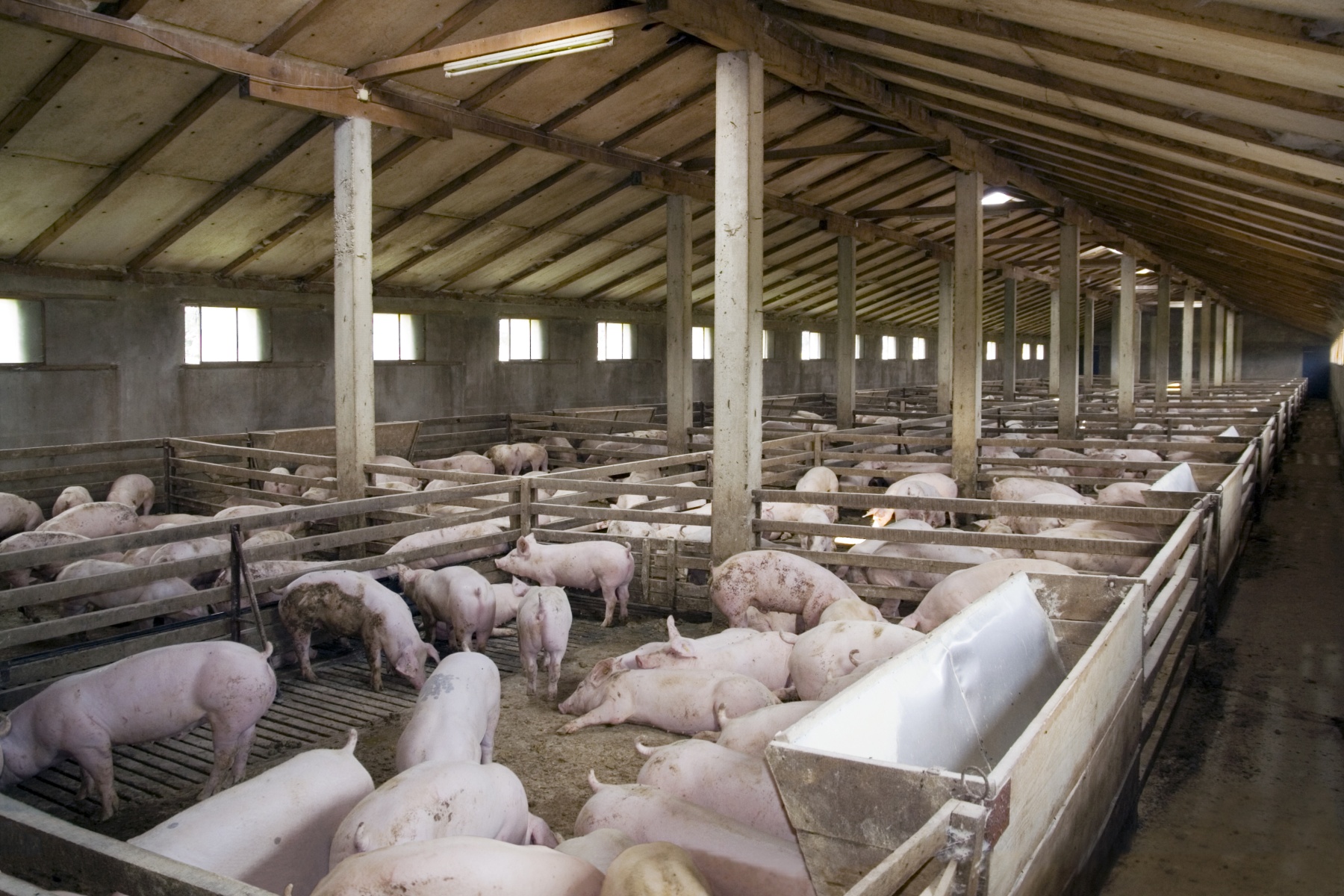 Maandelijkse sectorbarometers geven veehouderij inzicht in rendement