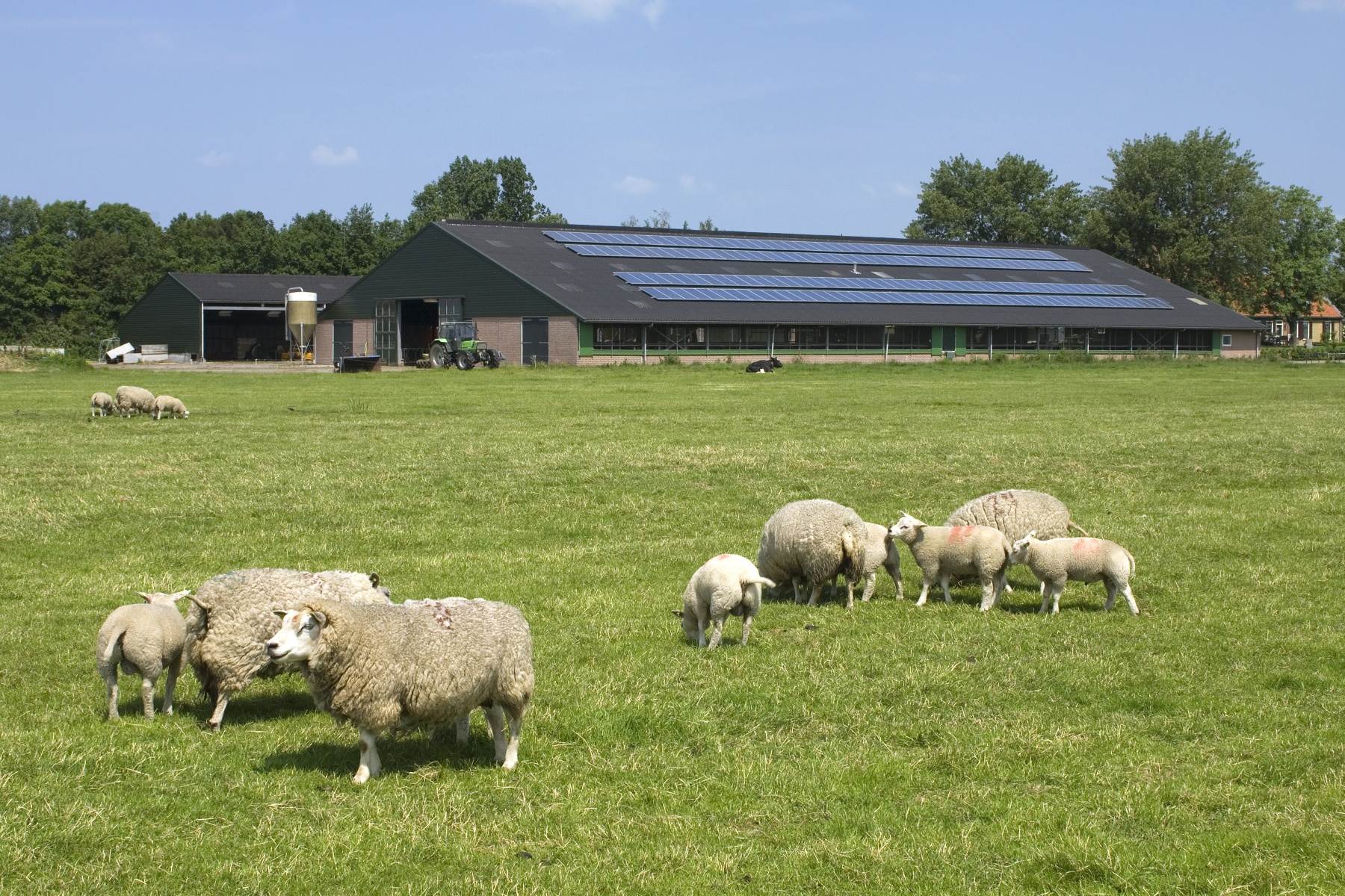 Vanaf medio mei kans op uitbraken blauwtongvirus