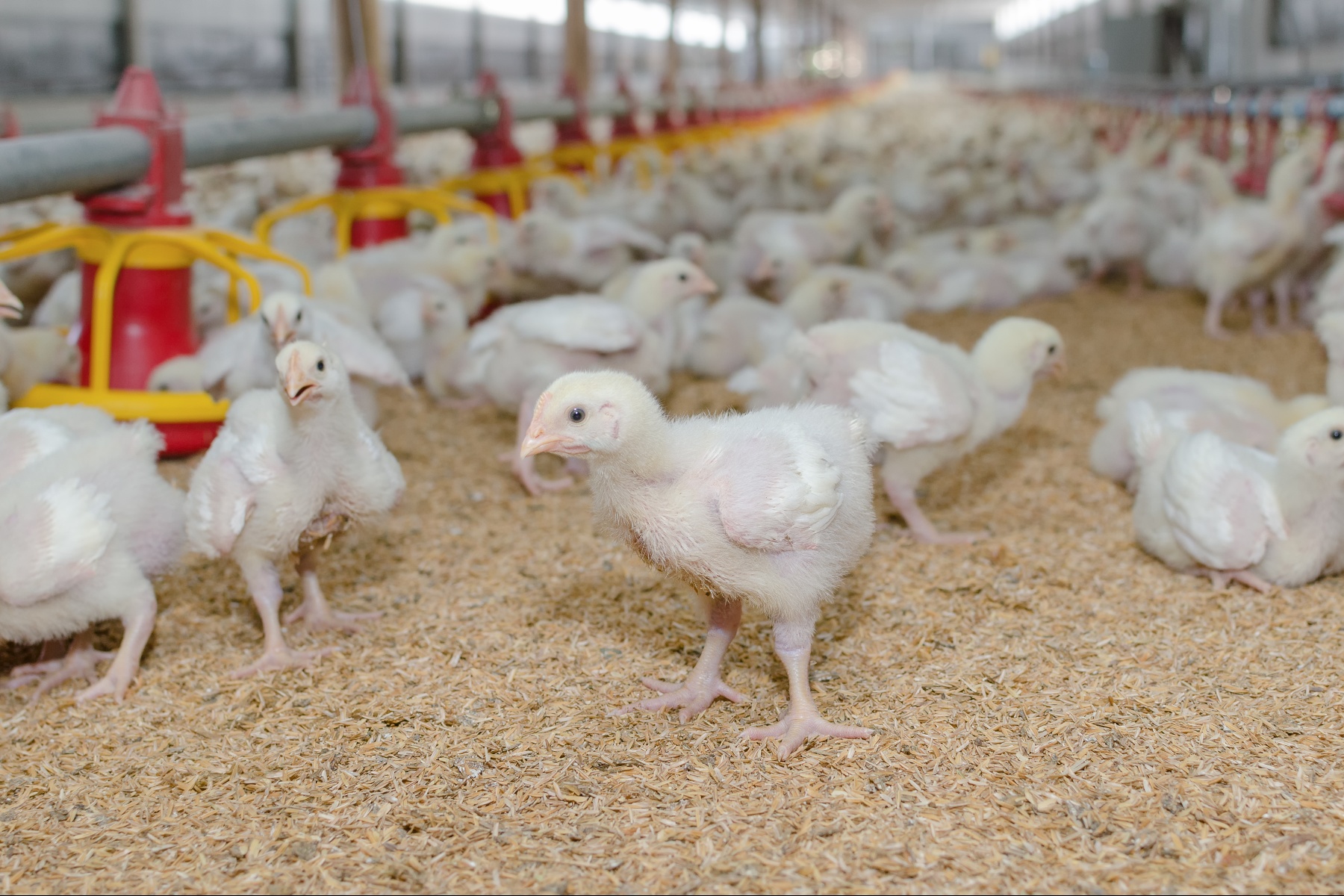 NVWA gedoogt ondersteboven vangen kippen