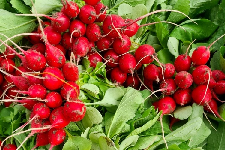 "Zaadvast is het beste voor de toekomst”