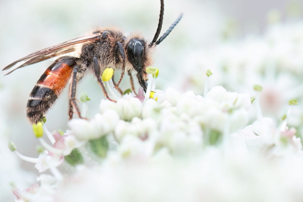 Sterftecijfer van Belgische bijen stijgt voor derde jaar op rij