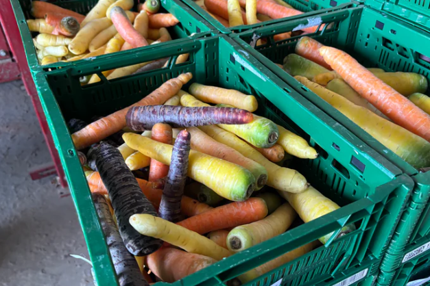 Kopers gezocht voor voor 6 ton 'lelijke' biologische wortels