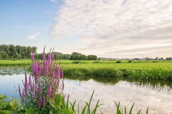 "Het onlosmakelijke belang van natuurpositieve transities"
