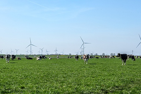 Vruchtbare grond levert biologische melkveehouderij Van der Knaap topresultaten