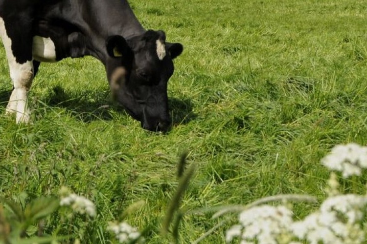 "Melkveehouders boeken duurzame vooruitgang, maar uitdagingen blijven bestaan"