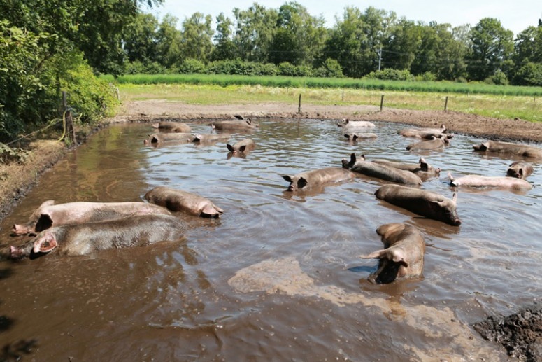 Varkens genieten van modderbad bij Bioboerderij Overesch