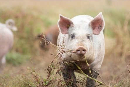 Start campagne dierwaardige veehouderij