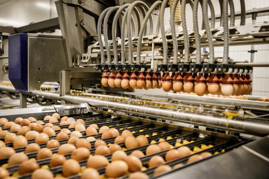 "Voorzichtig herstel van de biologische eiermarkt"