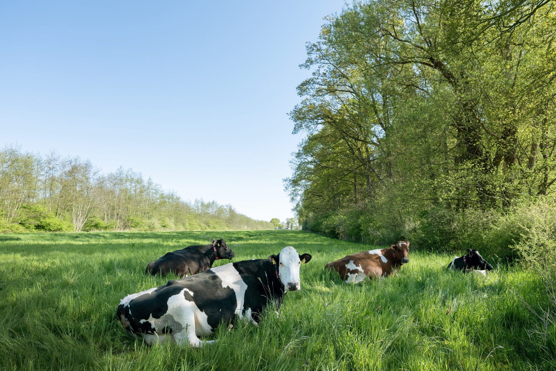 Biologische melkveehouder droogt gras met zonne-energie