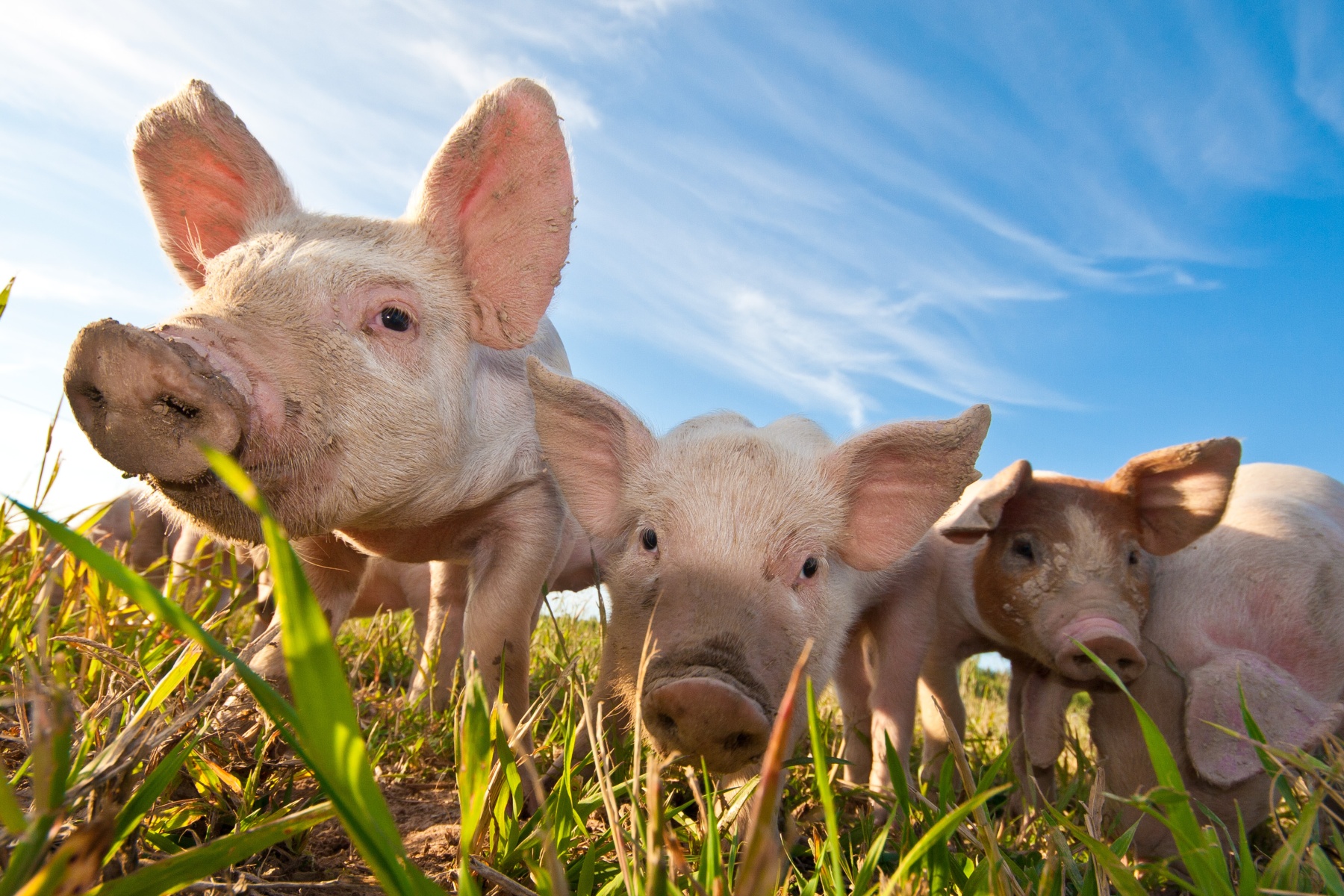 Criteria Beter Leven-keurmerk voor varkenshouderij aangescherpt