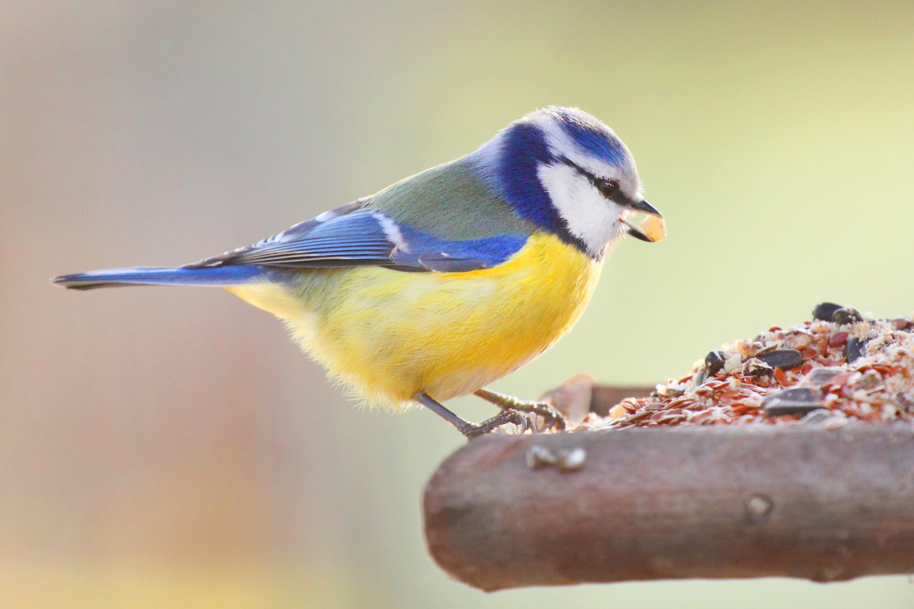 Minder gewasbeschermingsmiddelen, maar meer PFAS in voer voor tuinvogels