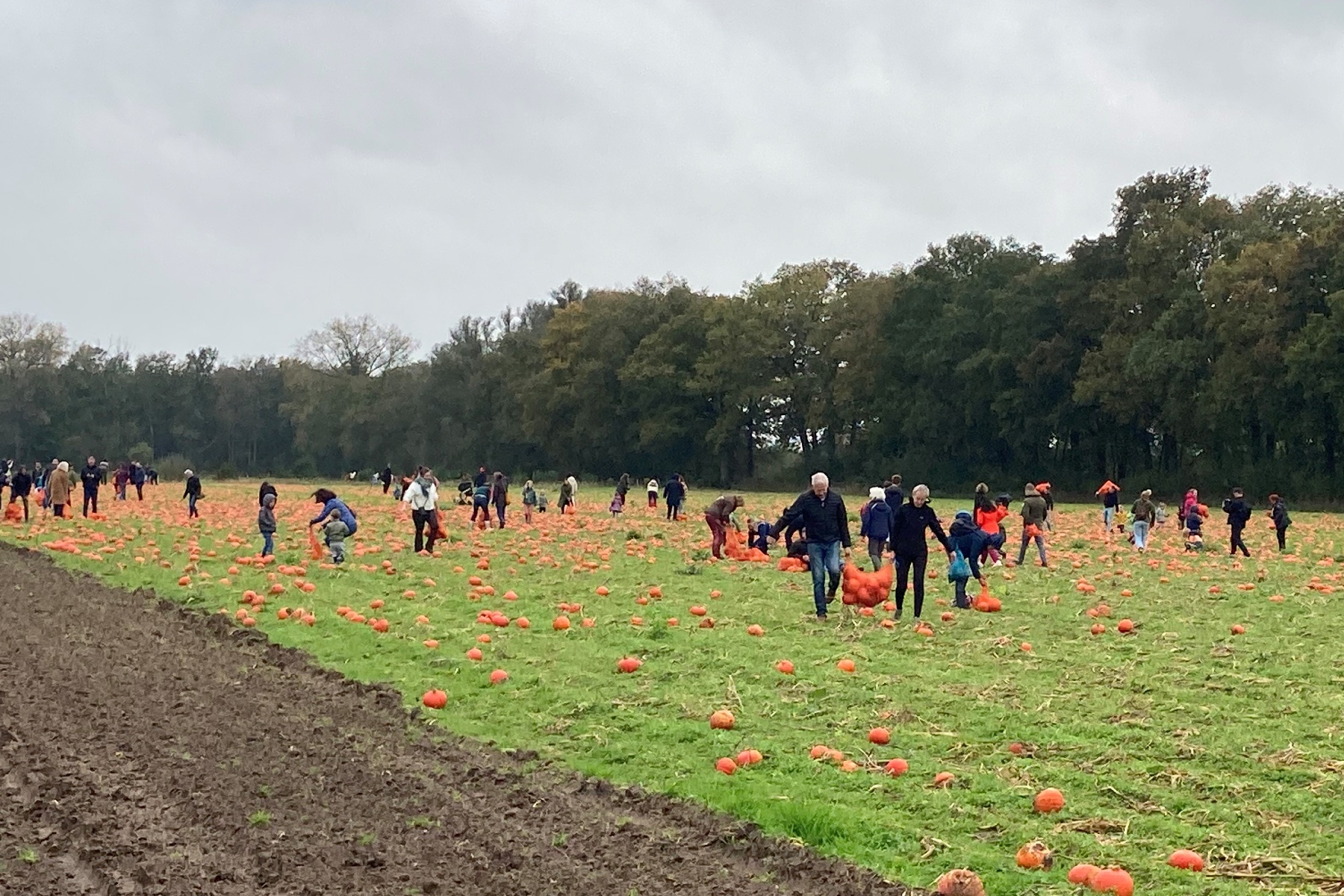 Duizenden bezoekers oogsten 20 ton biologische pompoenen bij boer Jan