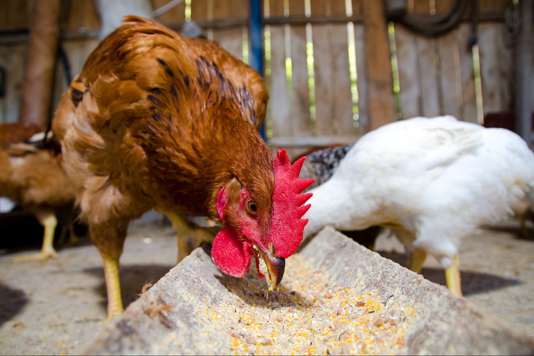 Uitbraak vogelgriep op biologisch bedrijf in Streefker: 16.000 kippen geruimd