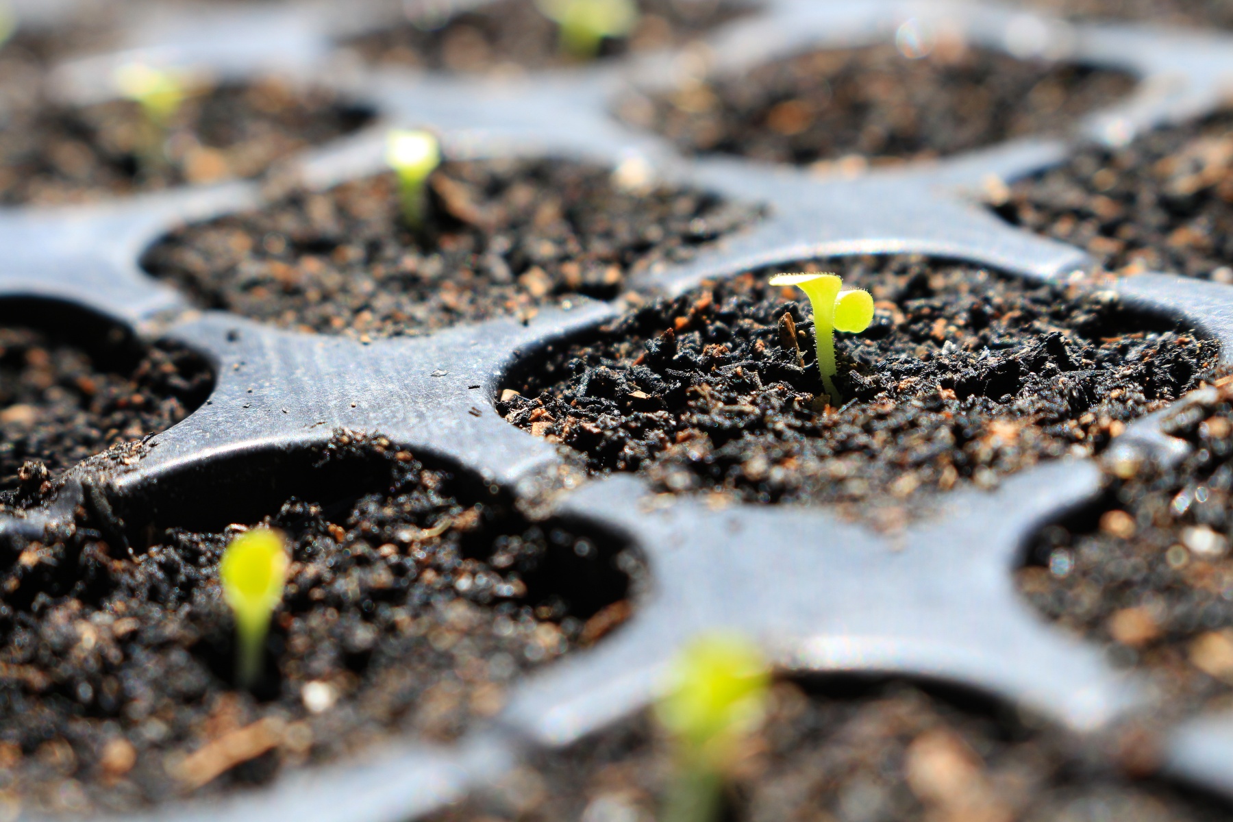 "Opkweek biologische planten is een vak apart"