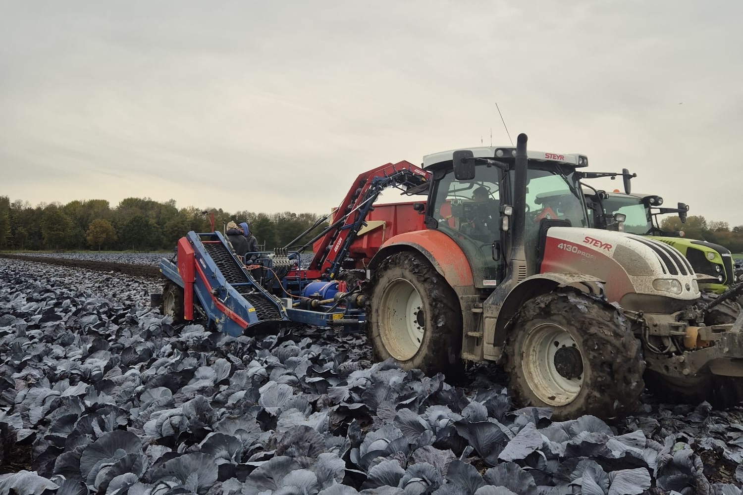 In 8 uur tijd werd 100.000 kilo biologische rode kool gedoneerd aan de Voedselbank