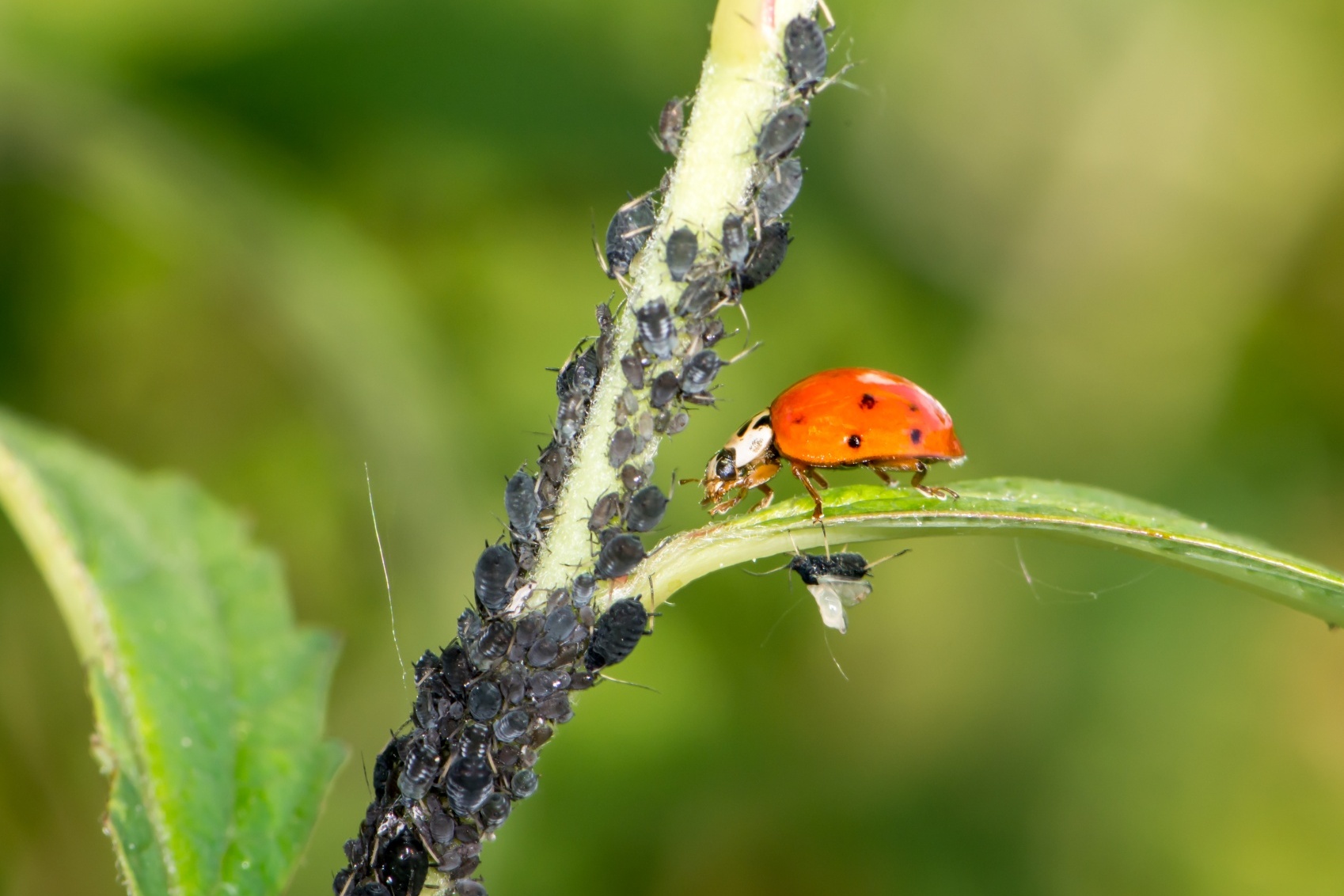 Europees Parlement steunt snellere invoering van biologische bestrijdingsmiddelen
