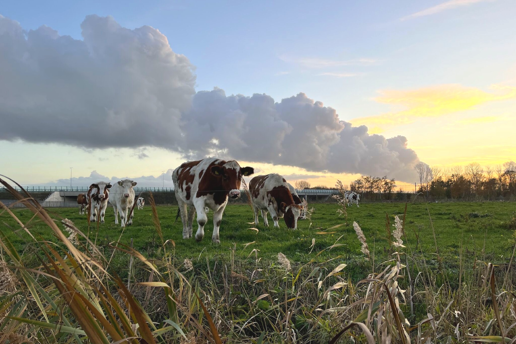 Zuid Hollandse Bio-boeren en ketenpartners ontmoeten elkaar in Den Haag