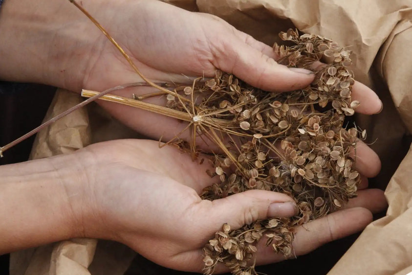 Reactie Bionext en verenigingen op onderzoek naar co-existentie van NGT-gewassen