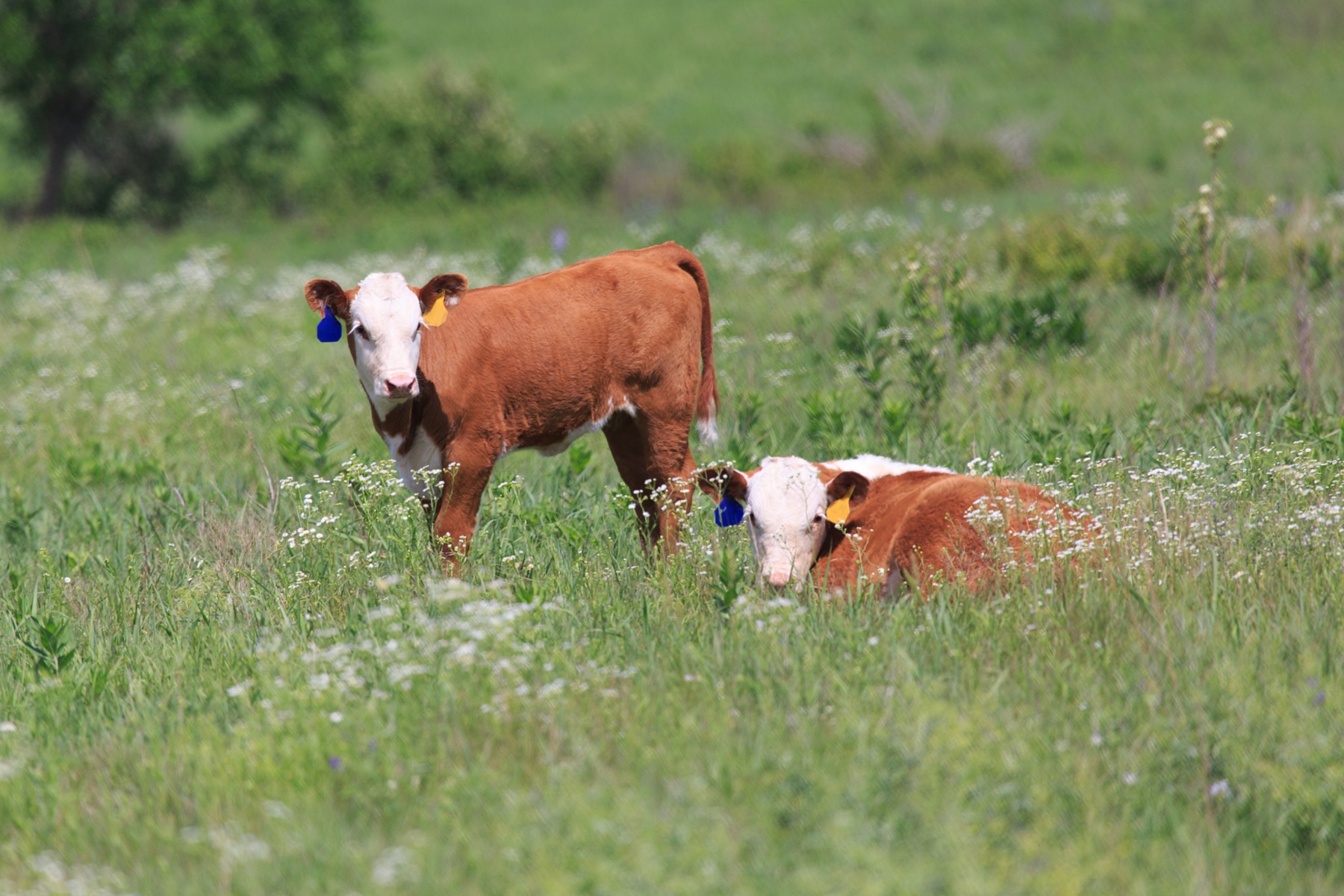Extensiveringsregeling gaat opnieuw van start