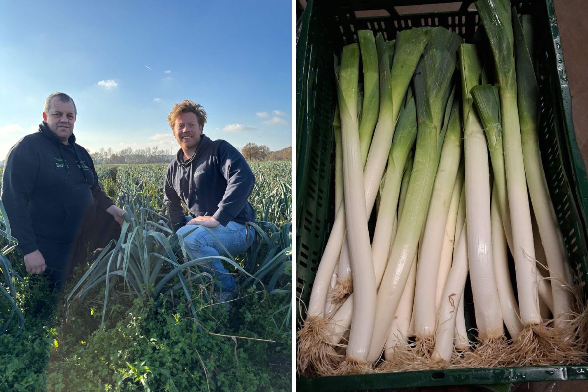 Belgische teler ziet een daling van 25% in vraag naar zijn biologische prei