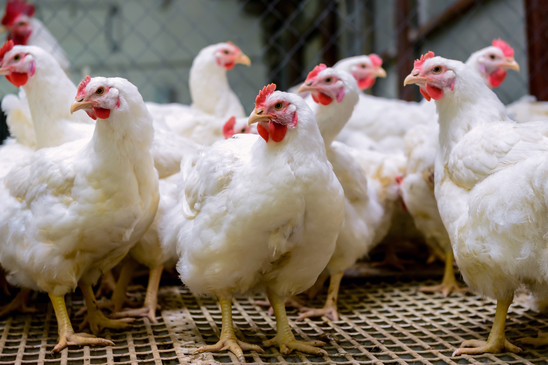 Wederom nieuwe besmettingen vogelgriep geconstateerd