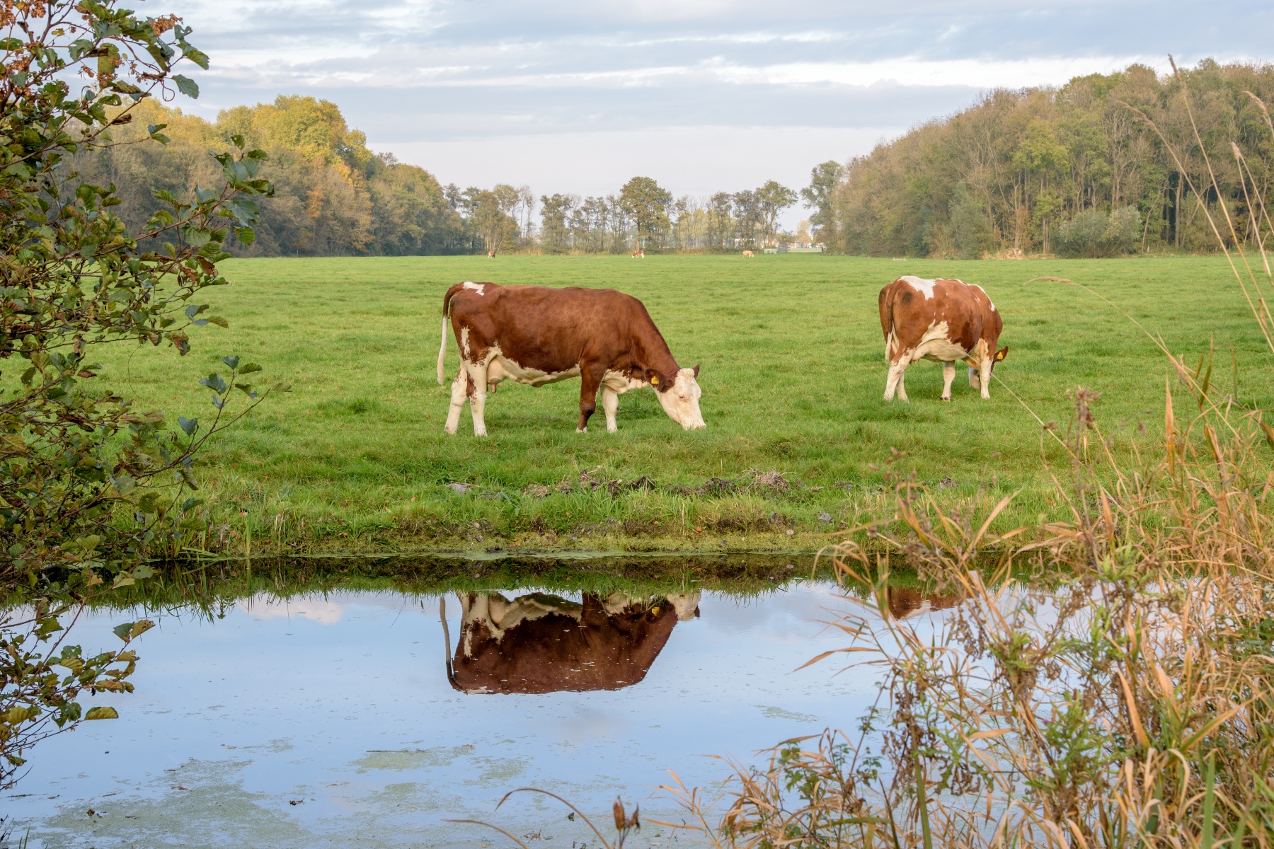 "Biologische melkveehouderij wordt steeds meer gezien als onderdeel van de oplossing"