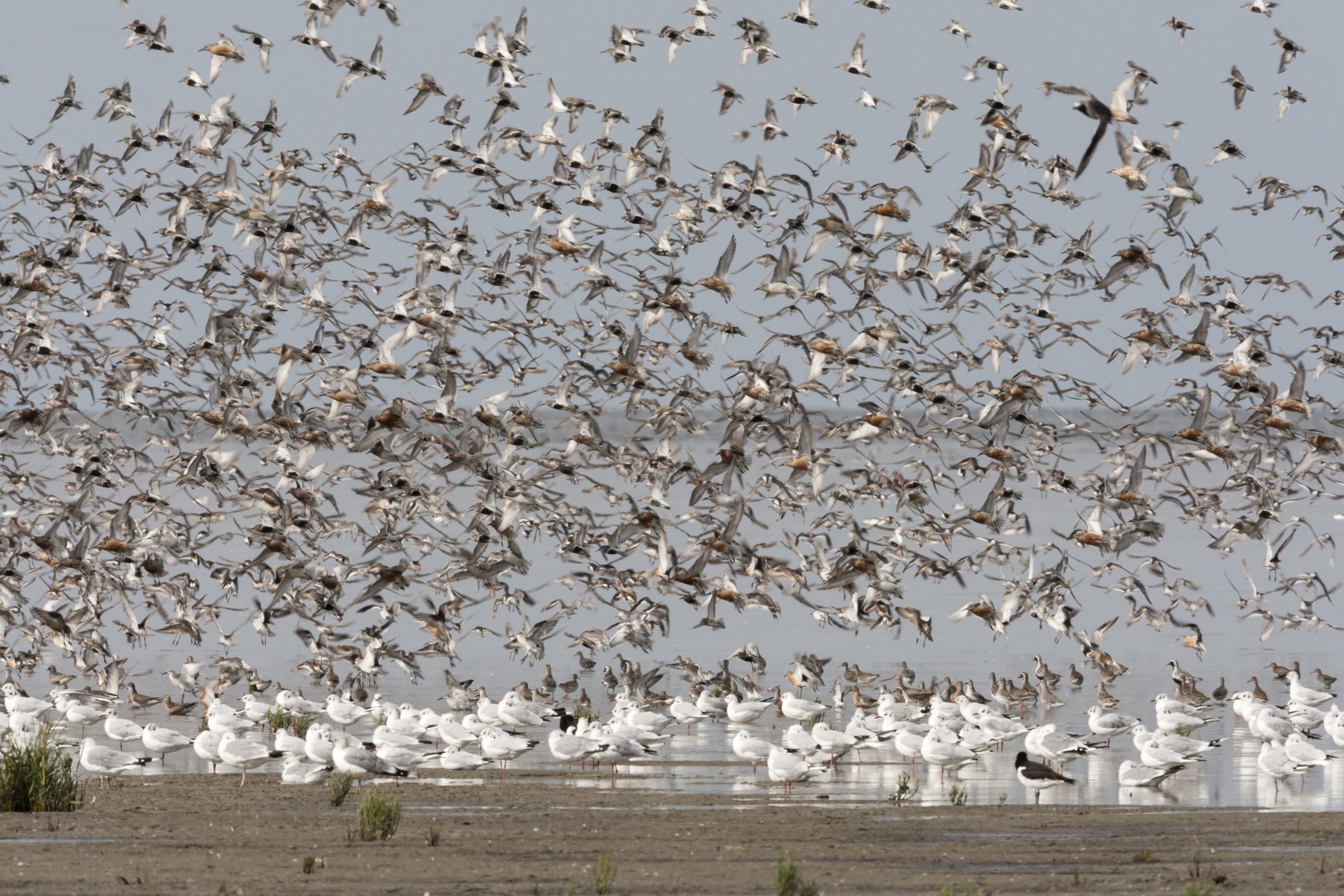 Weer vogelgriep vastgesteld bij vleeseendenbedrijf in Ermelo