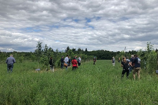 Exponentiële toename van areaal bij pioniers in agroforestry