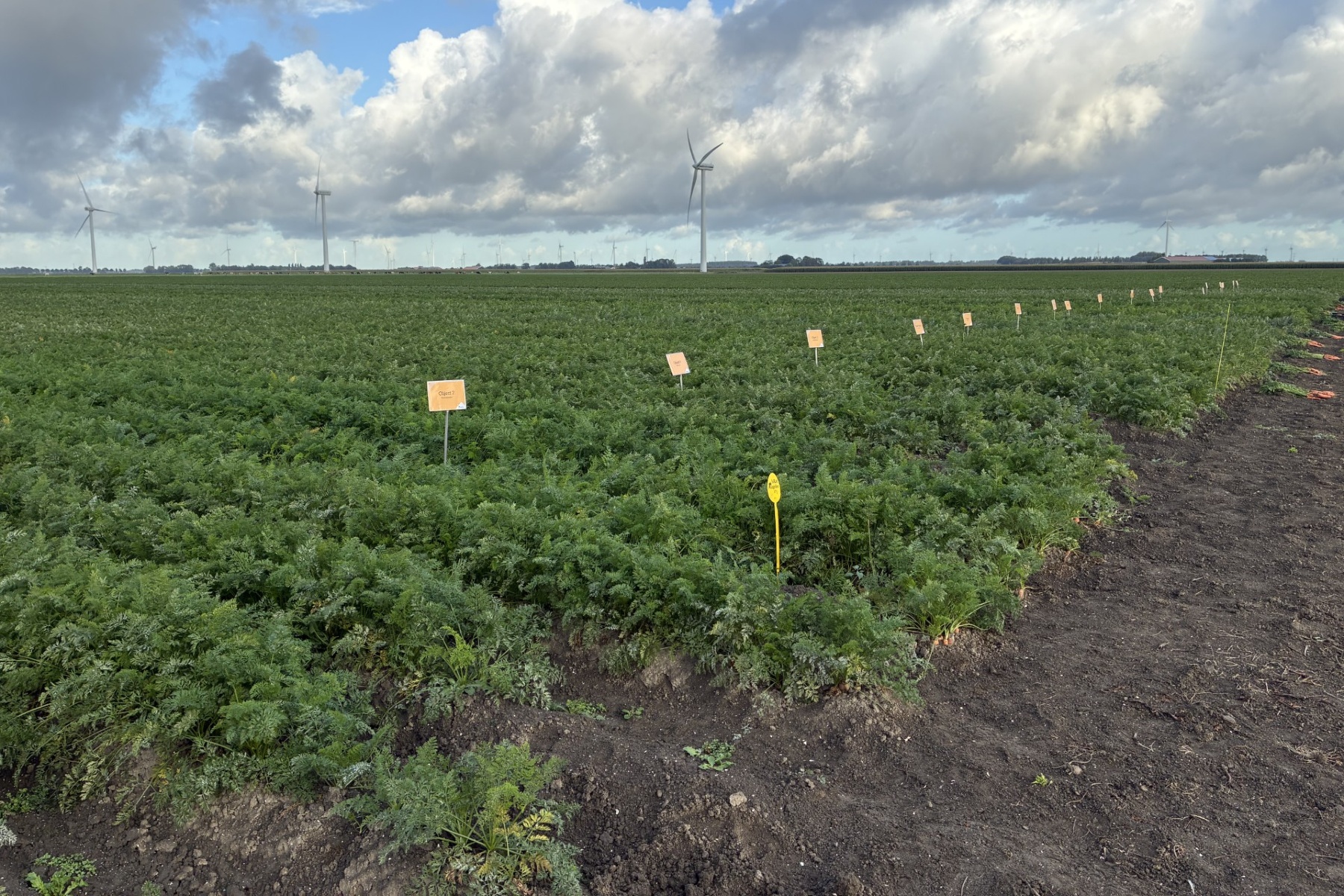 Hoe telen we toekomstbestendige hutspot?