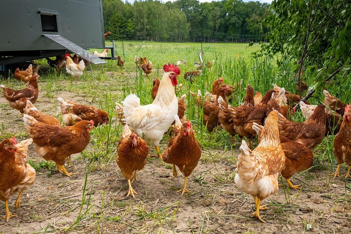 "Duurzame boeren lopen vast op regels gericht op gangbare landbouw"