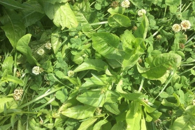 Effecten van kruidenrijk grasland internationaal onderzocht