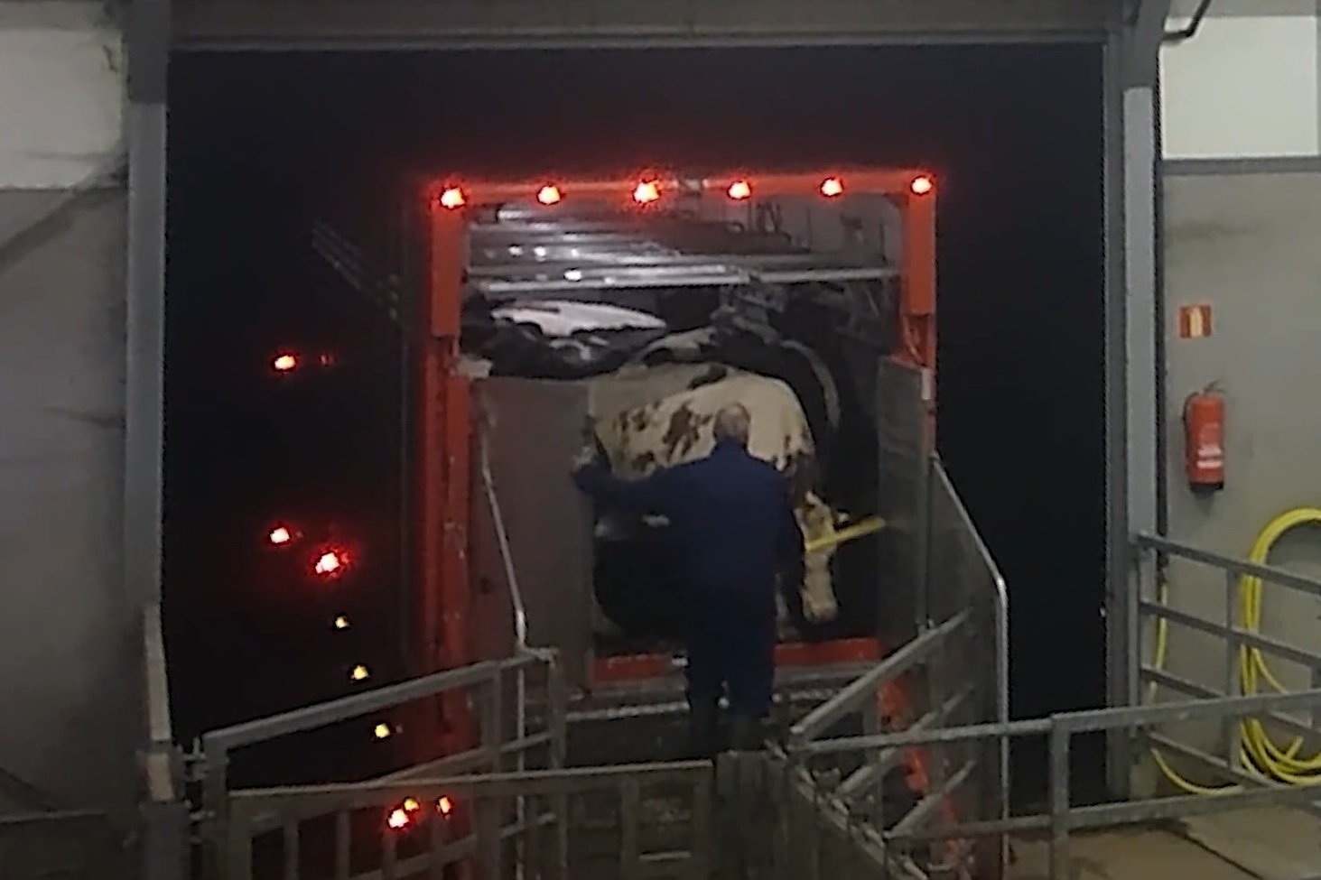 OM start strafrechtelijk onderzoek naar mishandeling koeien bij verzamelcentra