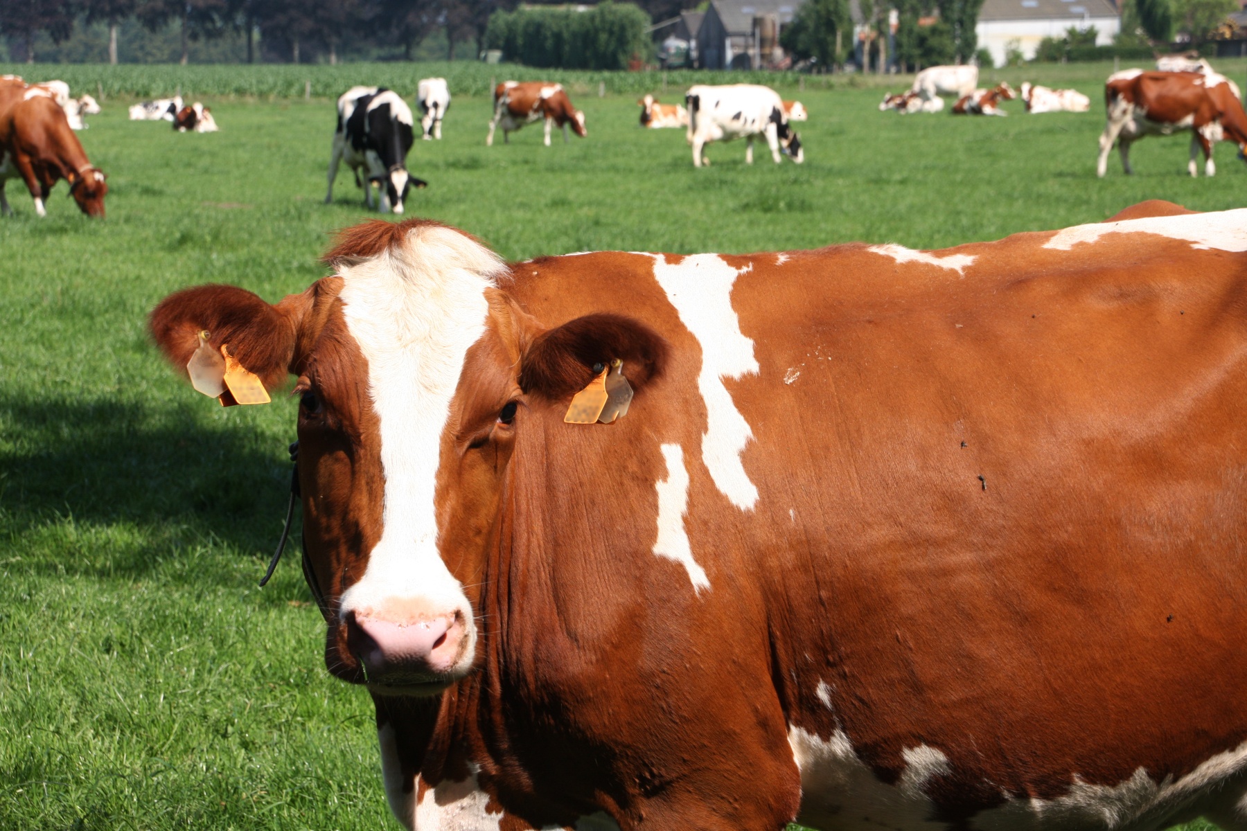 "Biologische landbouw groeit te langzaam om doelstelling 2030 te halen"