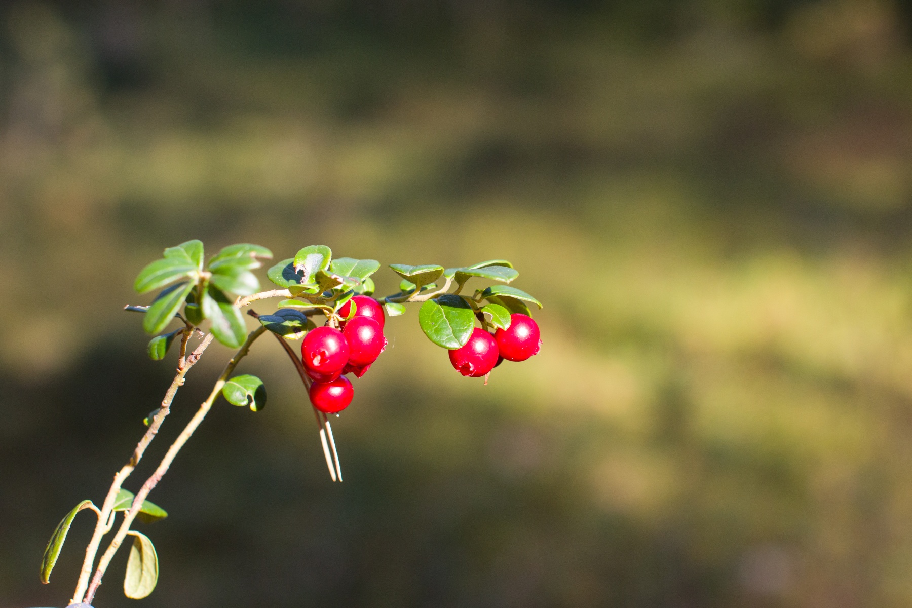Biologische cranberryteelt in veenweidegebied combineert biodiversiteit met aanpak bodemdaling