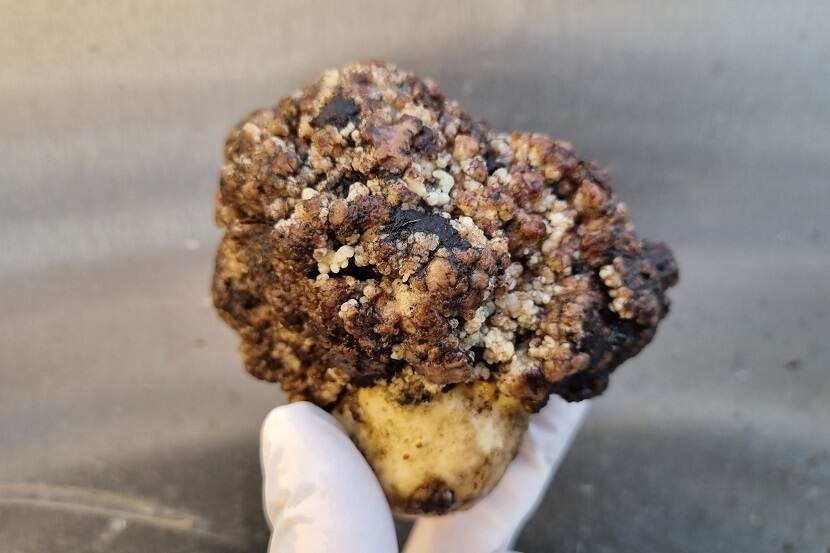 NVWA vindt nieuwe variant van wratziekte in aardappelen