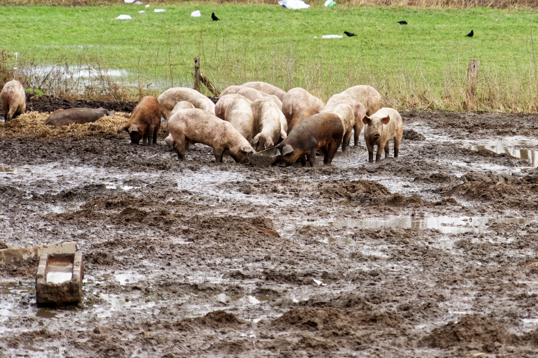 Aanzienlijke daling Afrikaanse varkenspest in Duitsland in 2025