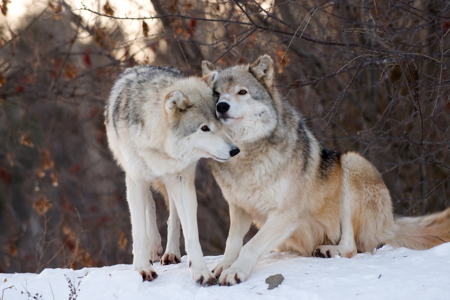 WUR-onderzoek naar wolven en prooidieren op Hoge Veluwe levert nog te weinig data op