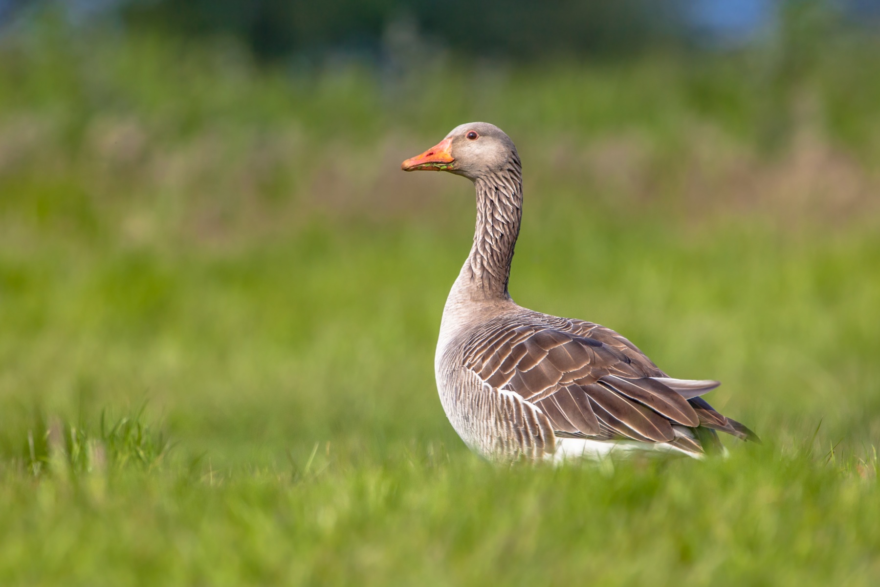 Geen schadevergoeding voor biodynamisch akkerbouwbedrijf na ganzenschade