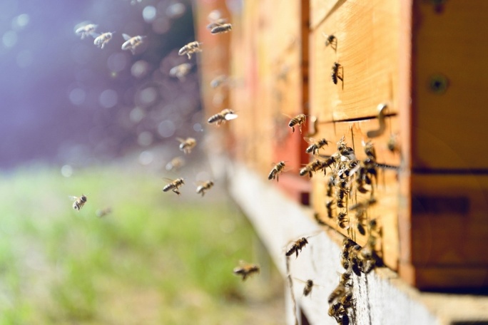 Odin geeft cursus biodynamisch imkeren op vier verschillende locaties