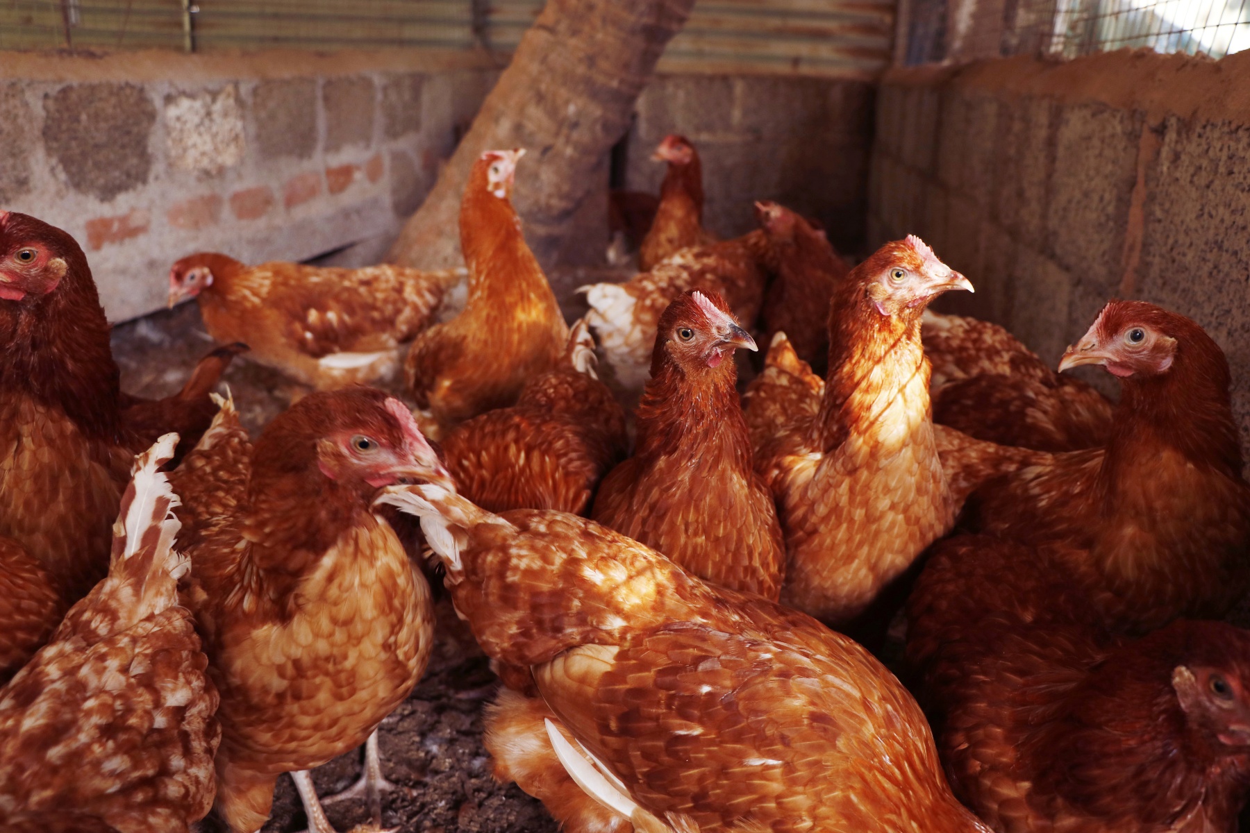 Nieuwe uitbraken van vogelgriep in West-Vlaanderen