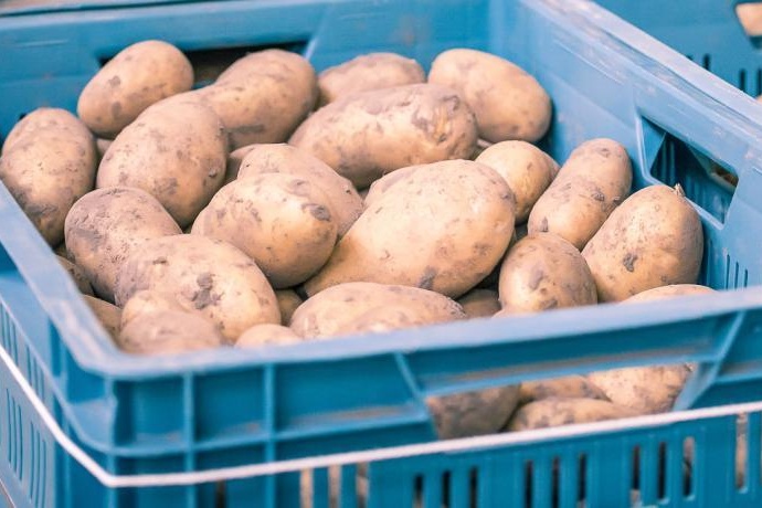 Nieuwe lijst robuuste aardappelrassen 2026 gepubliceerd