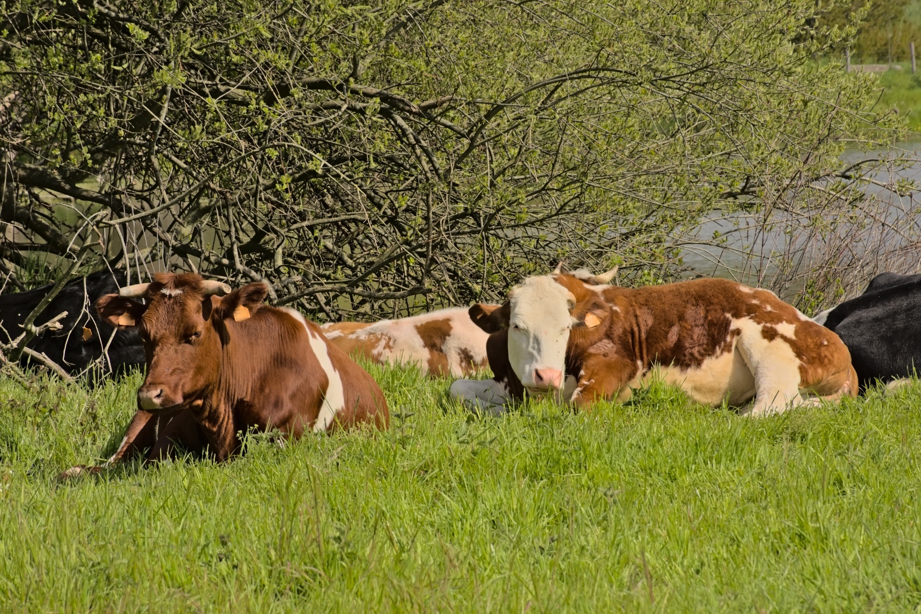Bio-vrijwilliger uit kritiek op Utrechtse plannen: "Dit raakt ook de gewone burgers"