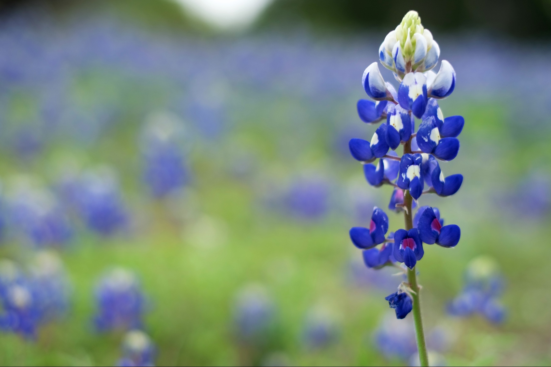 Lupine uitgeroepen tot Superfood van het jaar 2026
