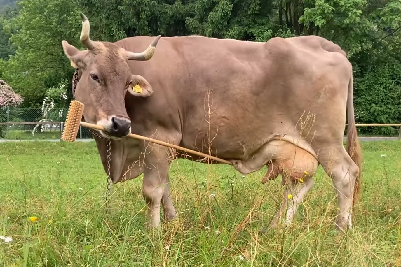 Bio-koe Veronika gebruikt bezem om zich te krabben en wordt daardoor wereldnieuws