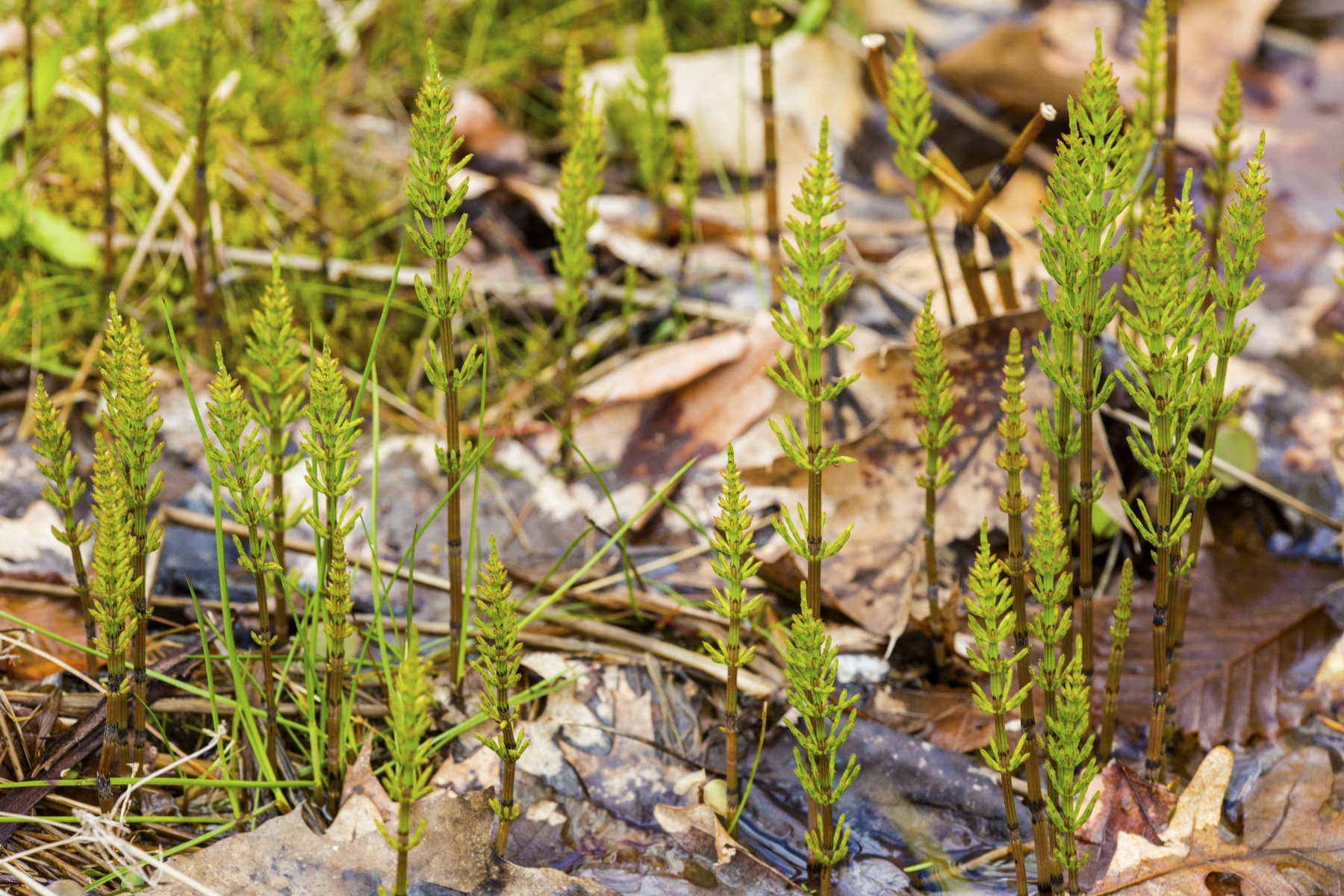 Brochure helpt veehouders schade door lidrus te beperken