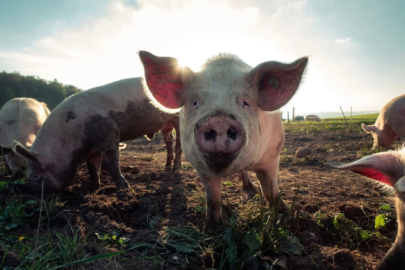 Amsterdamse stadsboer geeft varkens een waardig en natuurlijk leven