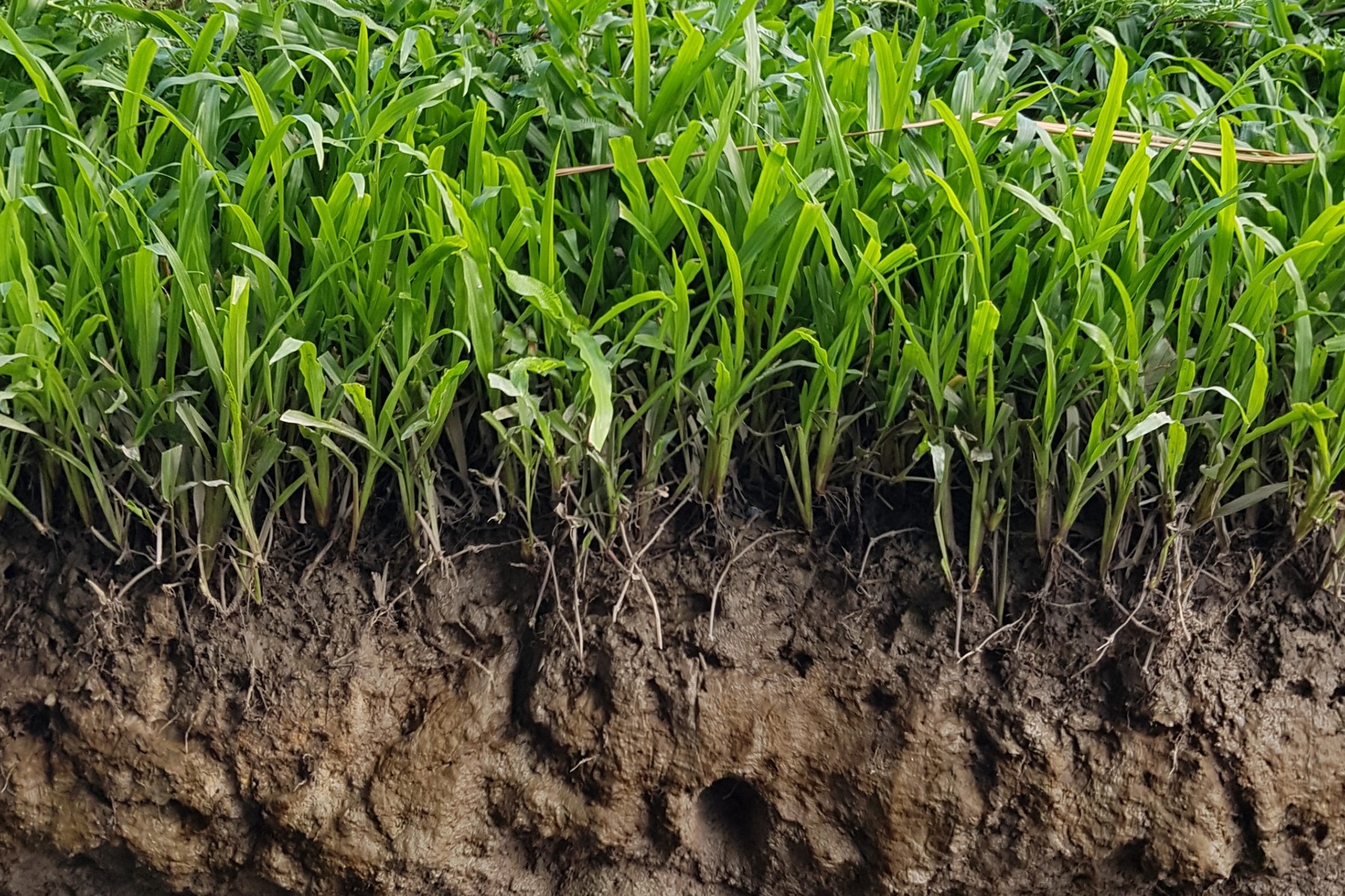 Advies aan biologische melkveehouders: check de bodem voor een goed graslandseizoen